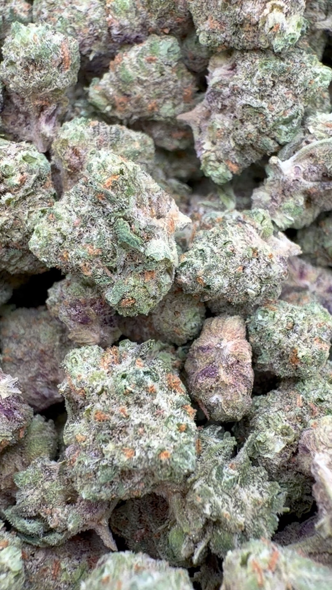 Citrus Skunk Indoor Minis - Bulk Minis - Hybrid