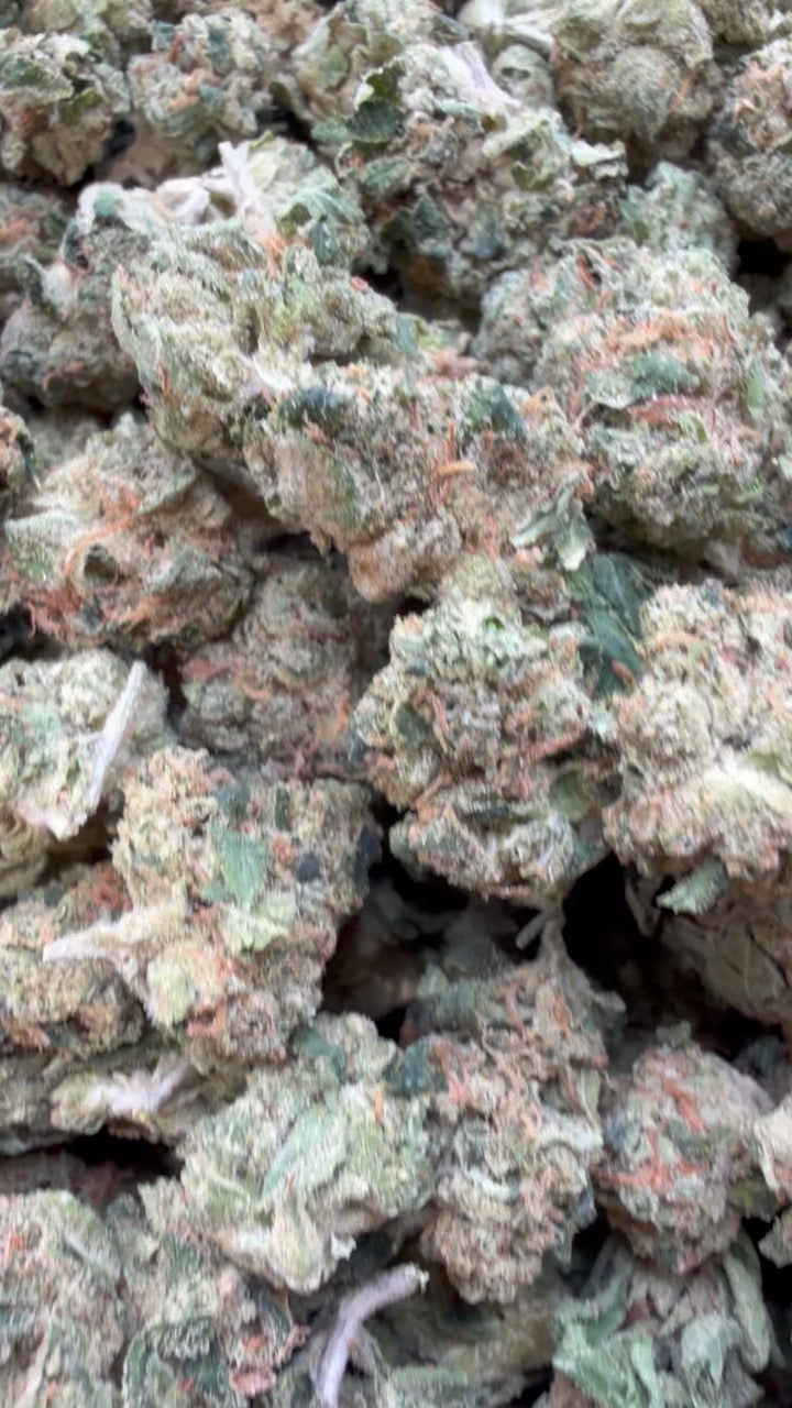 Orange Creamsicle Minis - Bulk Minis - Sativa