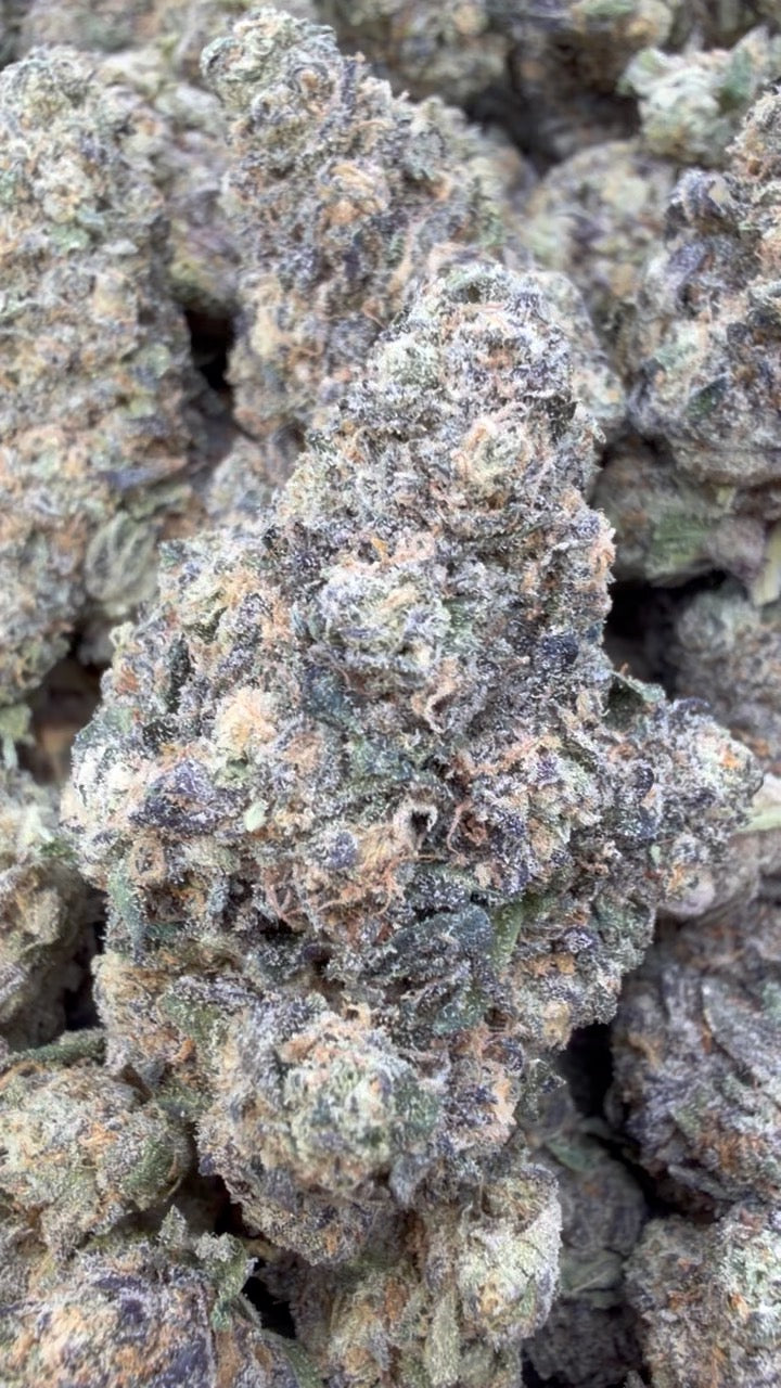 Biscotti Mintz - Bulk - Indica