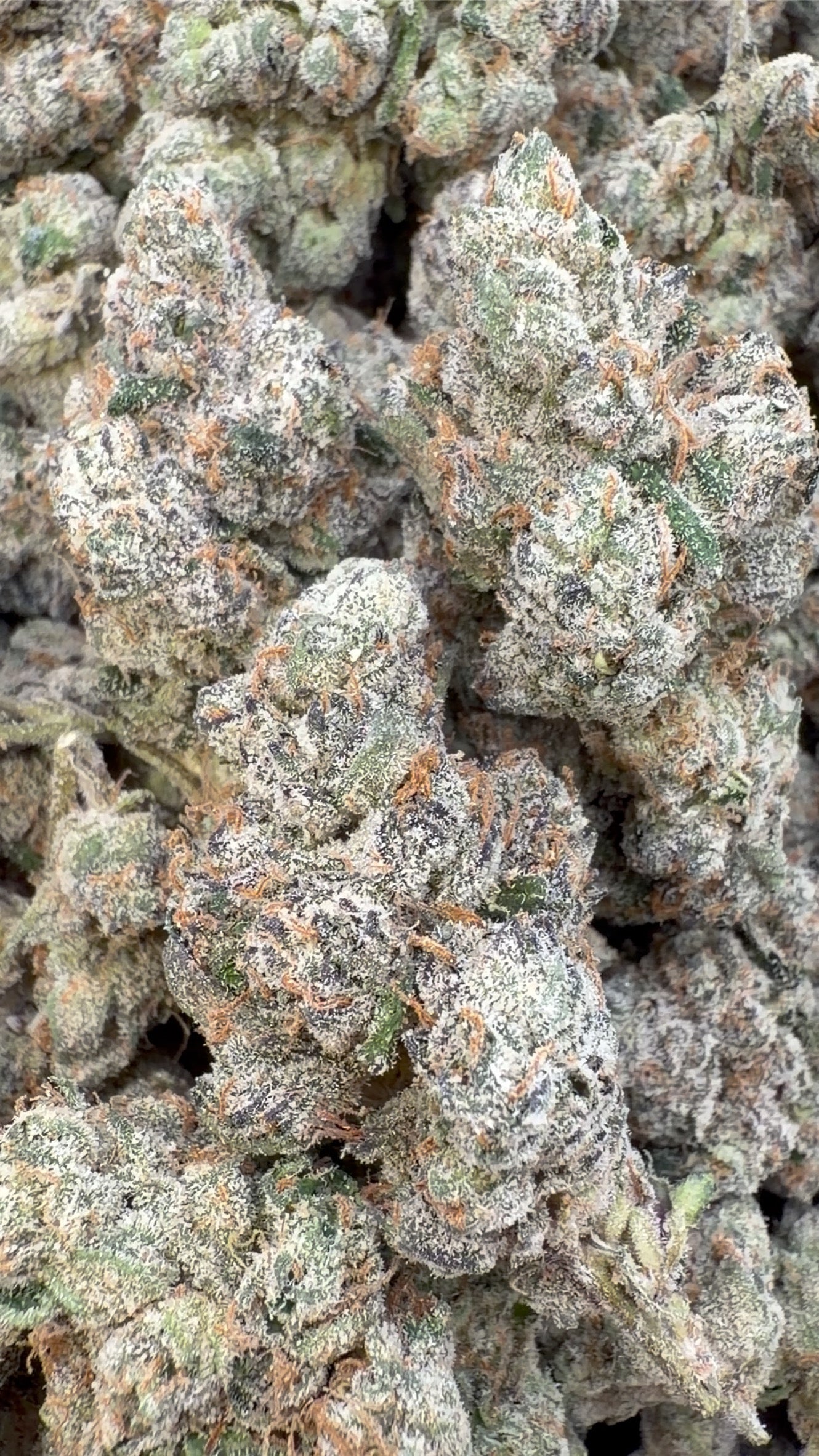 Elite Boutique Exotics Yuzu Cherries - Bulk - Hybrid