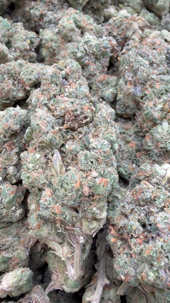 Super Lemon Haze Indoor - Bulk - Sativa