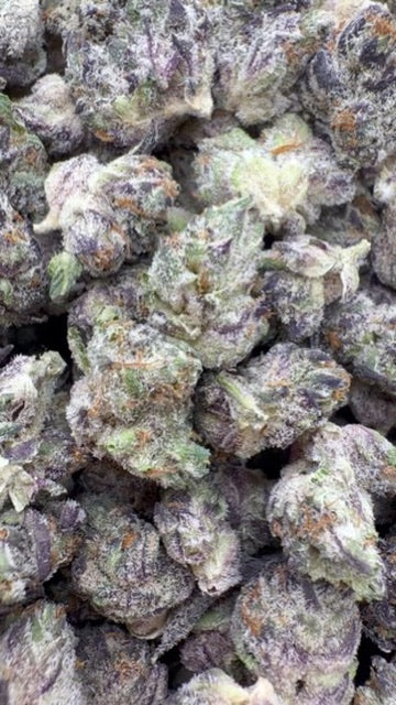 Truffle Indoor Minis - Bulk Minis- Indica