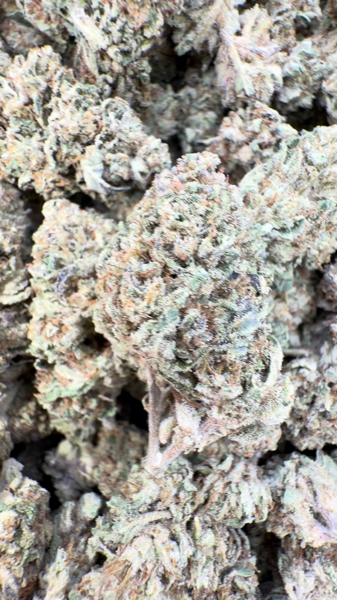 Grease Monkey - Bulk- Indica