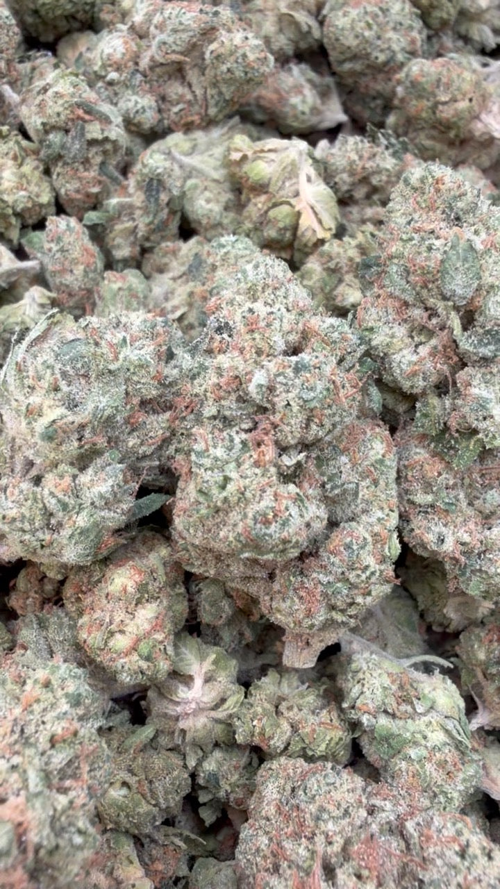 King Louis XIII - Bulk - Indica