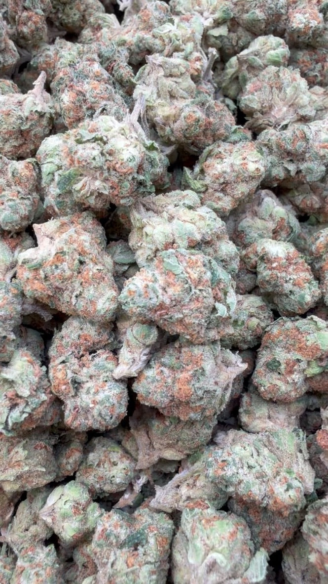 Rainbow Sherbet Minis - Bulk Minis - Hybrid