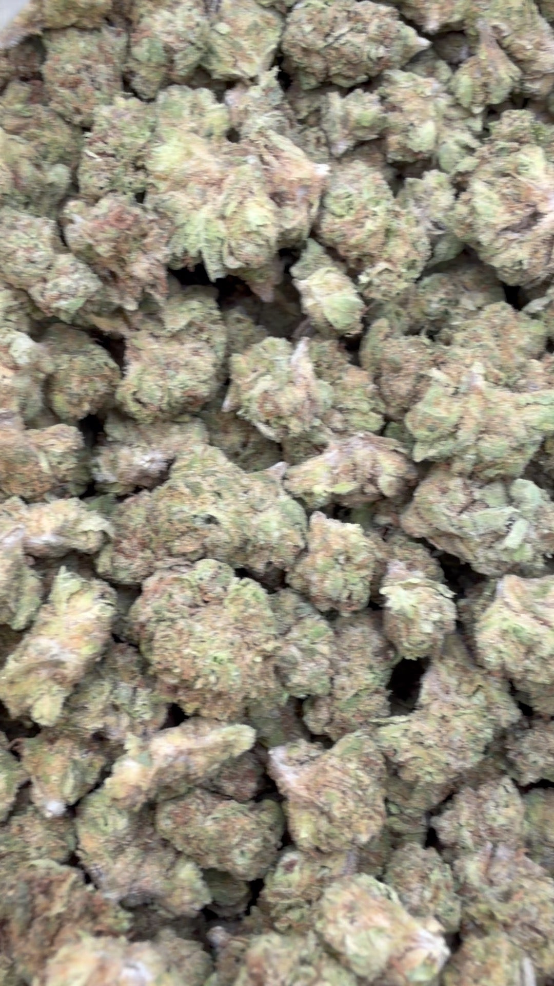 Fidel Runtz Minis - Bulk Minis - Hybrid