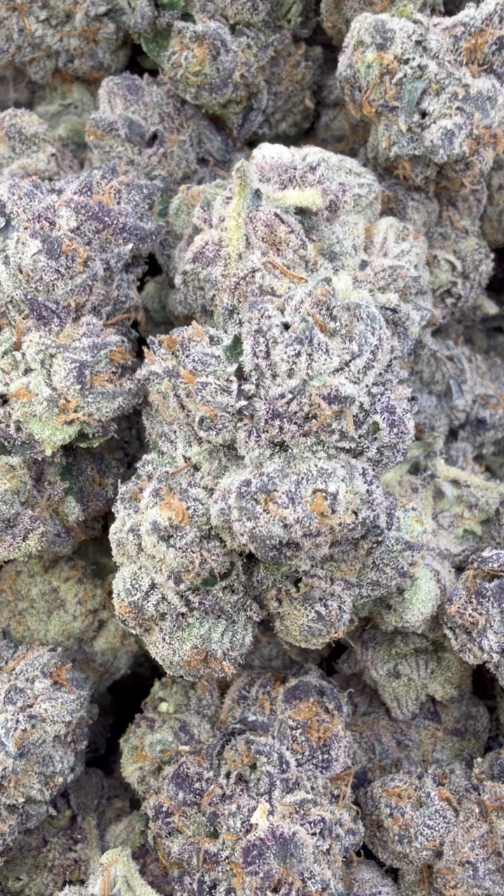 Versace - Bulk - Hybrid