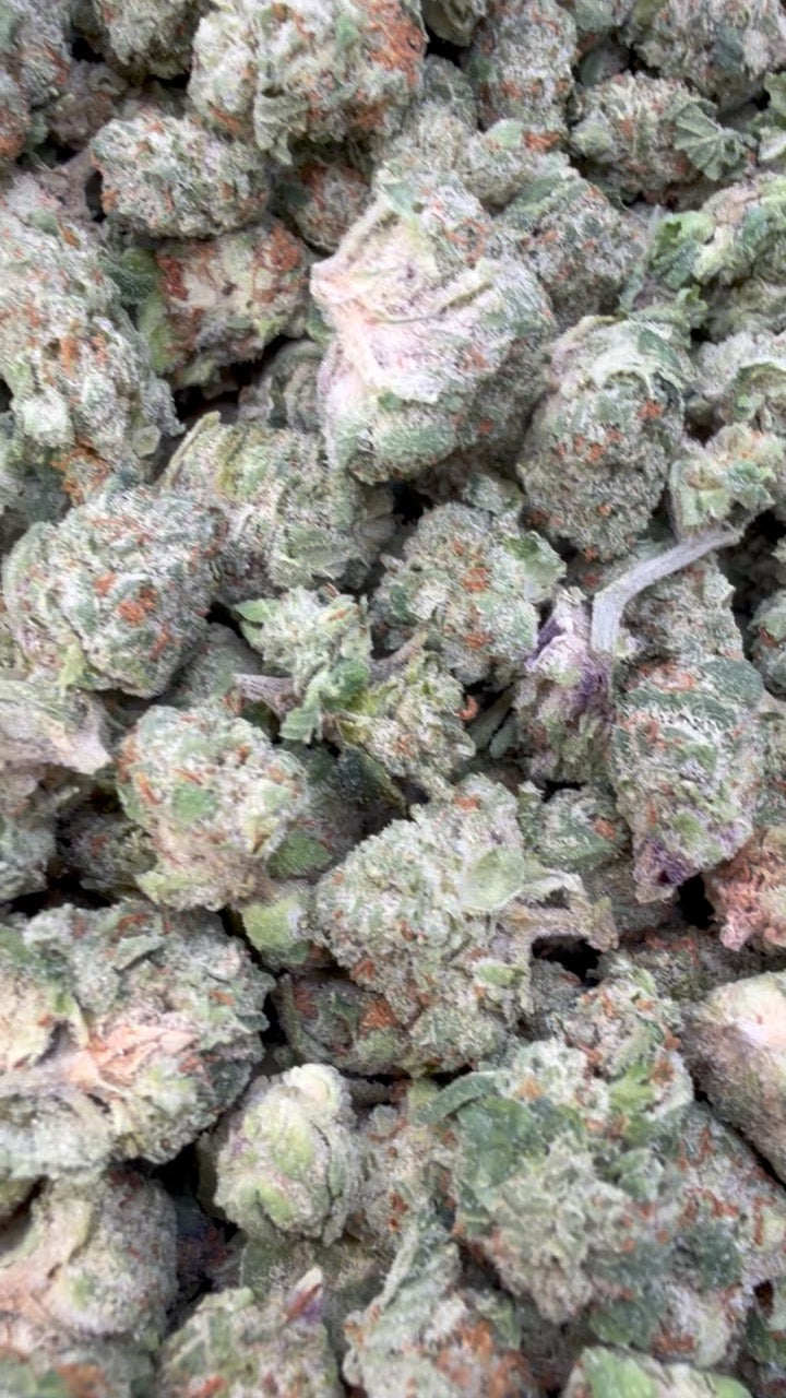 Gruntz Minis - Bulk Minis - Indica