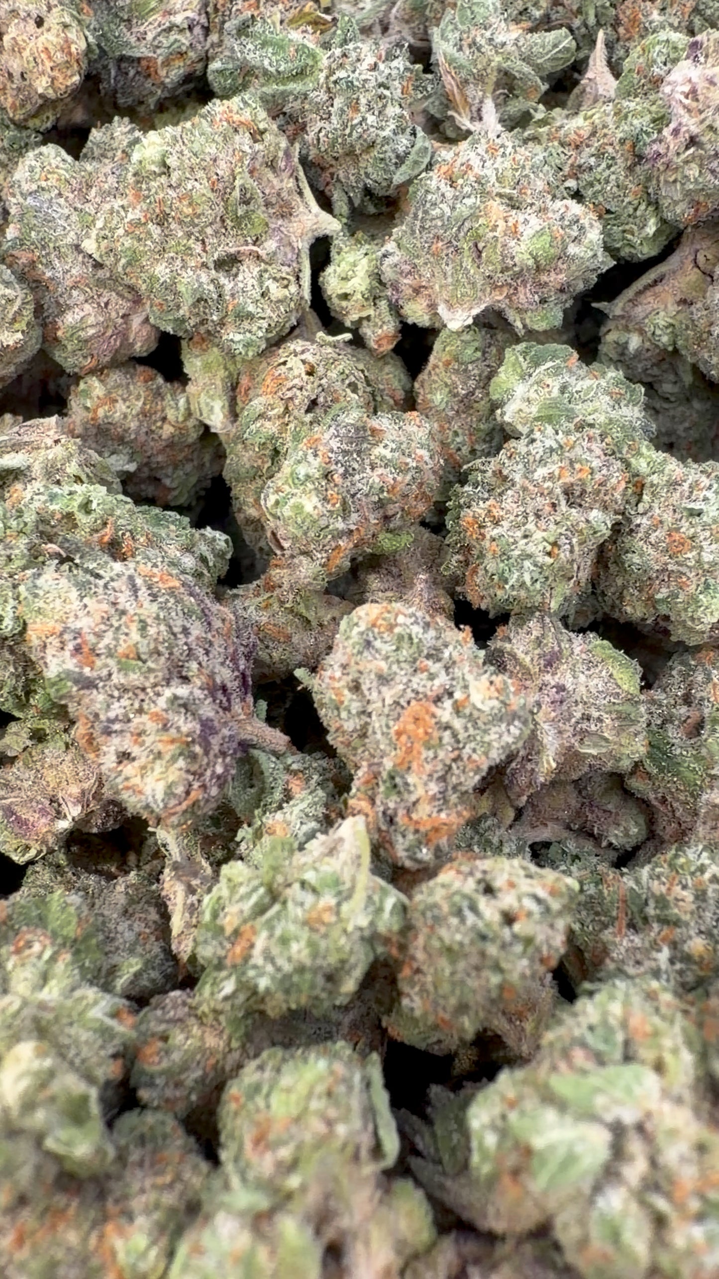 24K Gold Indoor Minis - Bulk Minis - Indica