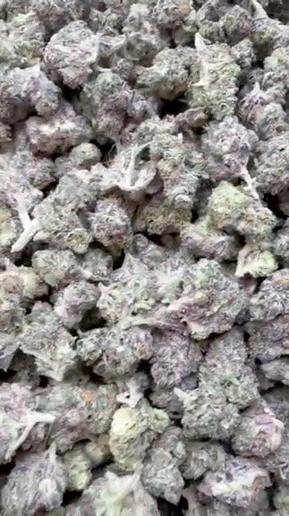 Permanent Marker Indoor Minis - Bulk Minis - Hybrid