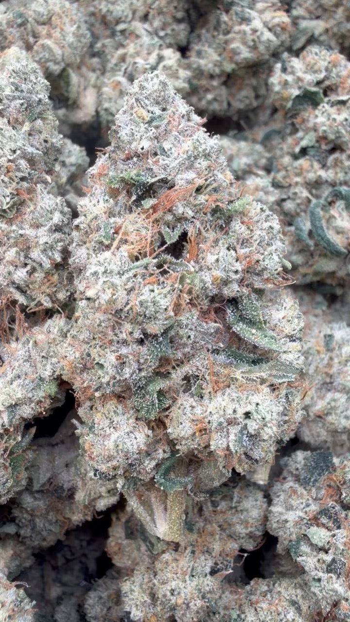 Josh D OG Indoor - Bulk - Indica