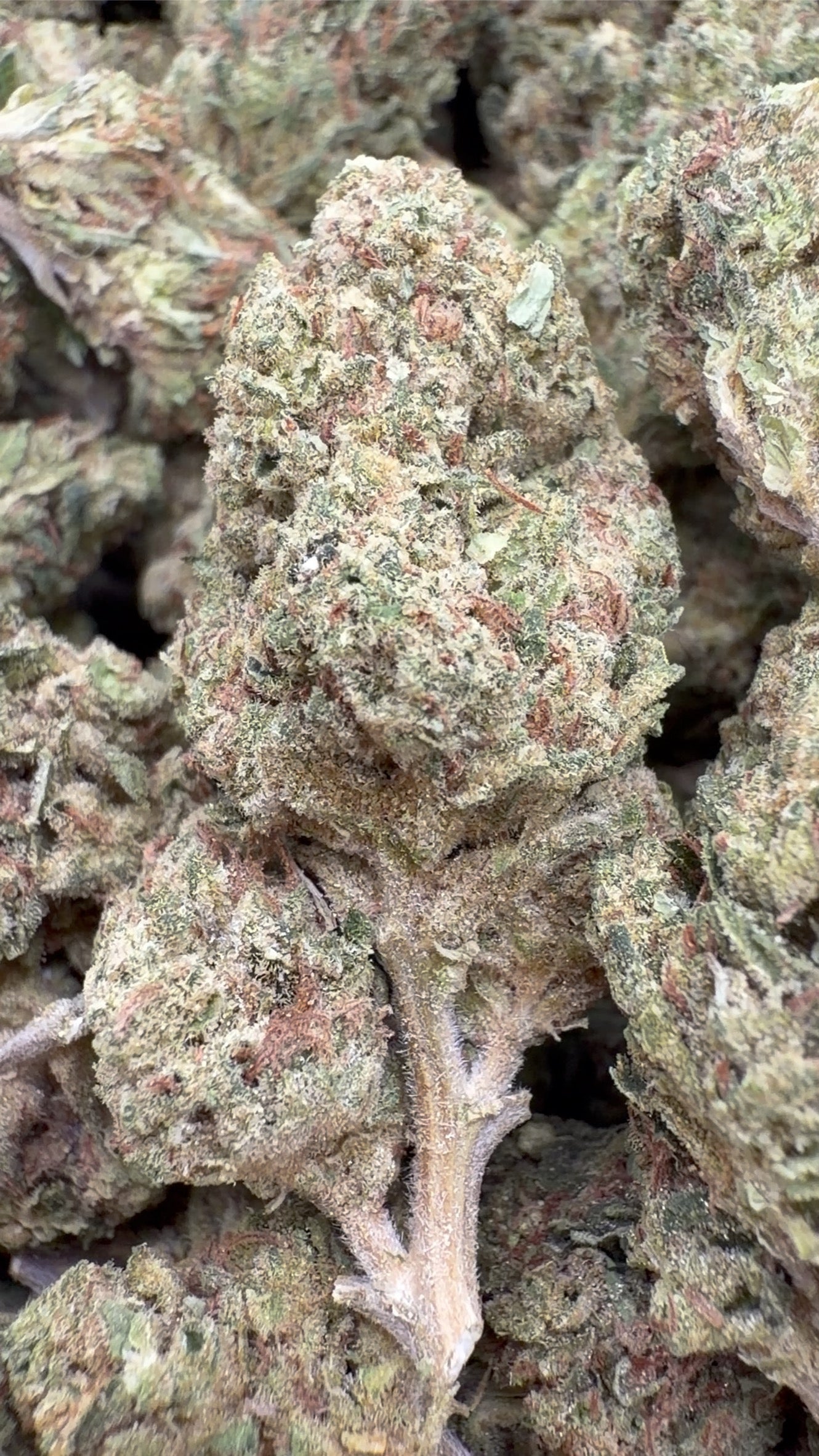Sour OG - Bulk - Hybrid