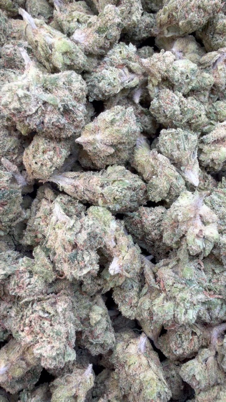 Lemon Fuel OG Minis - Bulk Minis - Hybrid