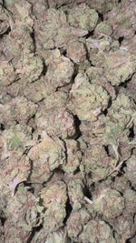 Gary Cherry Minis - Bulk Minis- Indica