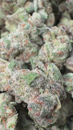 Apple Banana - Bulk - Minis (Hybrid)