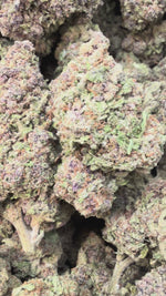 Papaya Runtz - Bulk - Hybrid