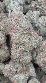 Lemon Cherry Gas Indoor - Bulk - Hybrid