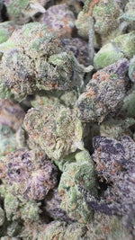 Girl Scout Cookies Minis - Bulk - Minis (Hybrid)