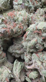 Biscotti 33 - Bulk - Minis (Indica)