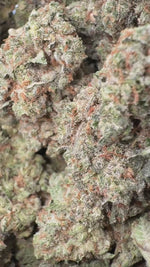 Sugar Cookies - Bulk - Indica