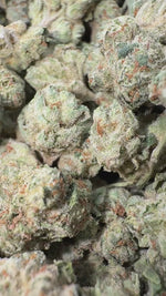 Gelatti - Bulk Minis - Hybrid