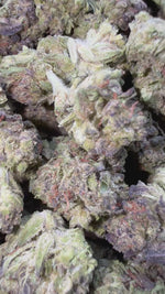 Han Solo Burger Minis - Bulk Minis - Indica