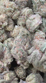 Lemon Bar Mediums - Bulk Mediums - Sativa