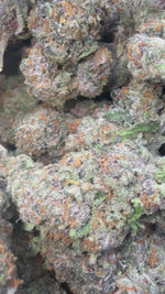 Gelato 41 - Bulk - Hybrid