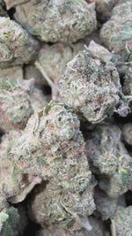 Sherbet & Haze Minis - Bulk Minis - Sativa