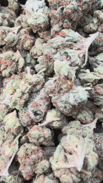 Bubba OG Minis - Bulk Minis - Indica