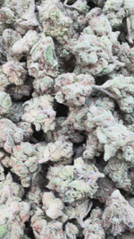 Purple Punch Minis - Bulk Minis - Indica