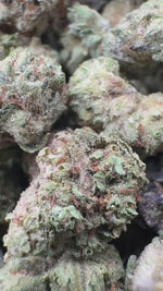 Blue Sherbs Minis - Bulk Minis- Sativa