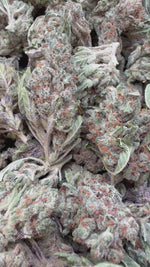 Gummibers - Bulk - Hybrid