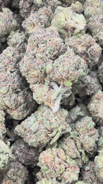 Pink Panties - Bulk - Indica