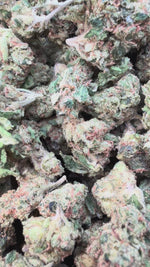 Citrus Kush Minis - Bulk Minis - Indica