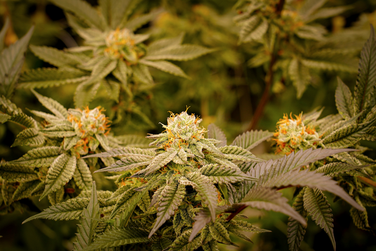 Budding hemp flowers fill the frame