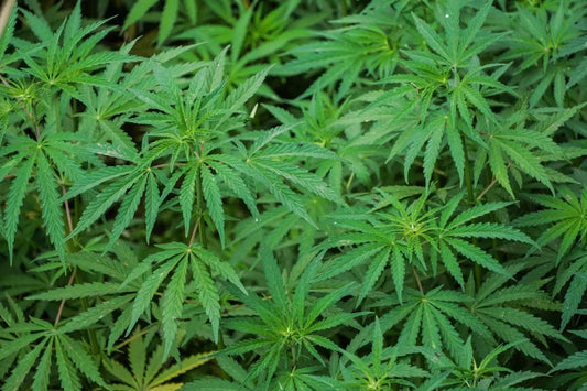 Lush green hemp leaves from growing plants fill the frame.