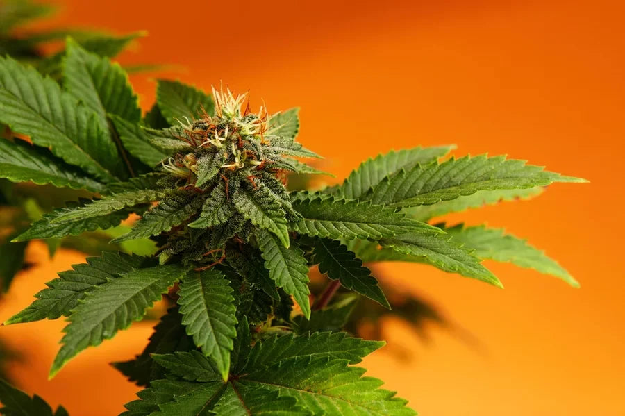 Close-up of exotic THCa flower cannabis plant with visible buds and green leaves on a bright orange background