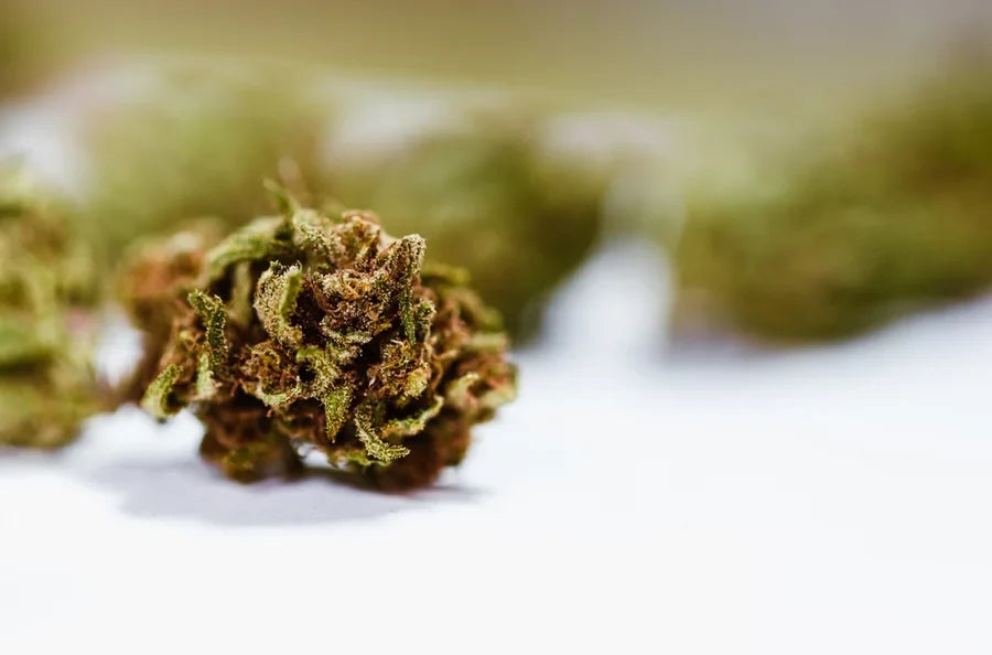 A closeup of THCa flower