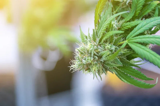 A close-up view of budding THCa flower.