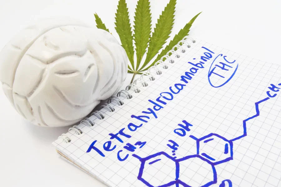 Brain model beside a cannabis leaf and notebook showing THCa side effects through the tetrahydrocannabinol chemical structure