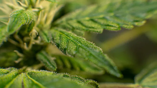 Detailed hemp leaves with visible trichomes, illustrating natural sources behind various THC types and cannabinoid forms