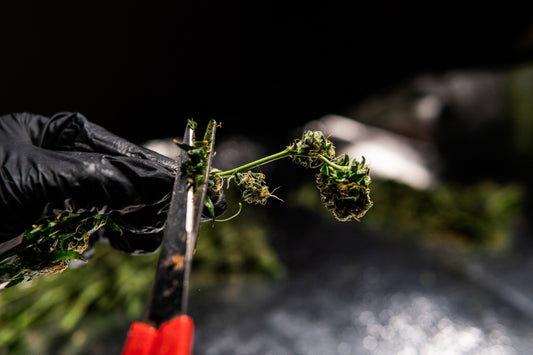 A black-gloved hand trims a fresh cannabis bud with scissors, illustrating where THCa vs. delta-8 hemp flower sourcing begins.