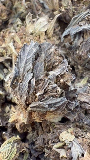 Winter Breath - Bulk - Hybrid