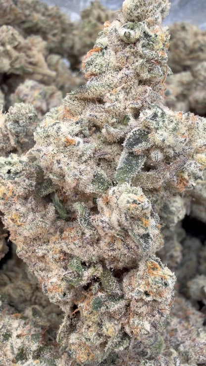 Cap Junky Indoor - Bulk - Hybrid