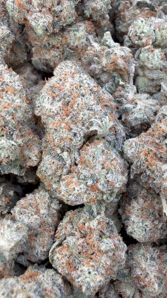 Elmer's Glue Indoor - Bulk - Hybrid