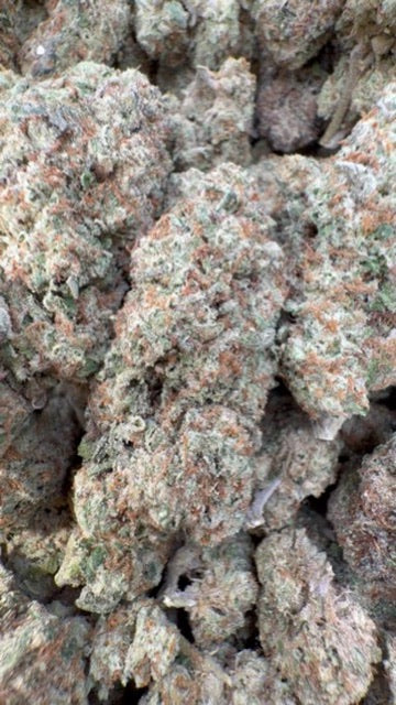 Lions Cake - Bulk - Hybrid