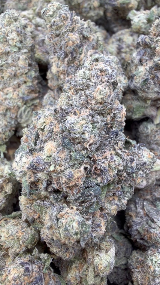 Biscotti Mintz - Bulk - Indica