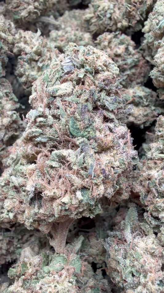 Gastro Bomb - Bulk - Indica