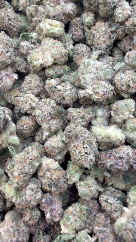 Sunset Sherbet Indoor Minis - Bulk Minis - Indica